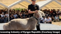 Araşan