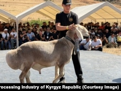 An Arashan sheep being displayed during the September 19 fair near Bishkek.