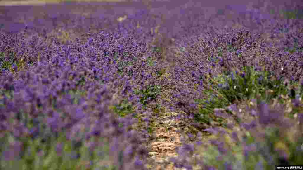 Bağçasaray rayonındaki Süyürtaş (Turgenevka) köyünde lavanda tarlası, 2017 senesi iyül 3 künü