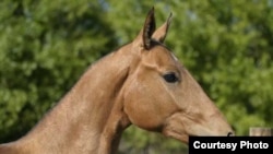 Ahal-Teke horses are said to be among the oldest breeds in the world.