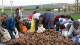 Ingyenes krumpliosztás Halmajban 2005-ben