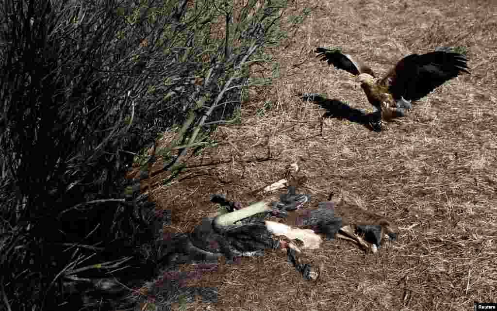 A golden eagle approaches the remains of an elk near Babchin, Belarus.