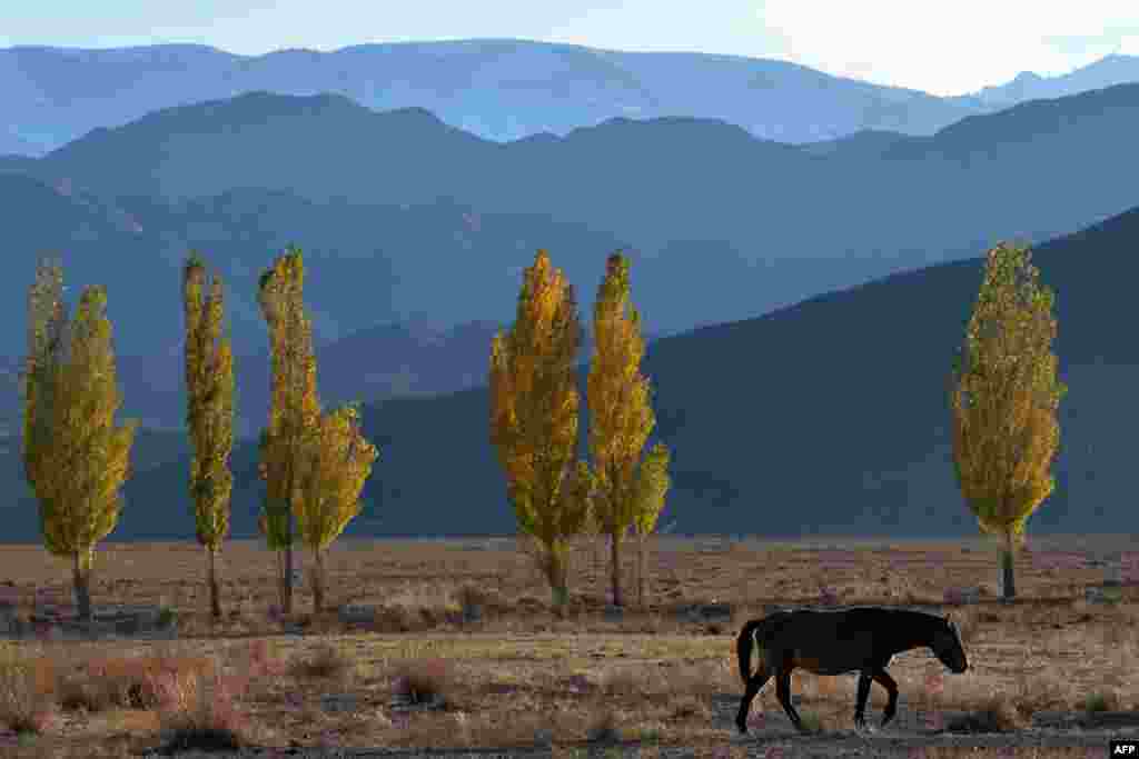 A horse grazes near Lake Issyk-Kul, some 300 kilometers from the Kyrgyz capital, Bishkek. (AFP/Vyacheslav Oseledko)