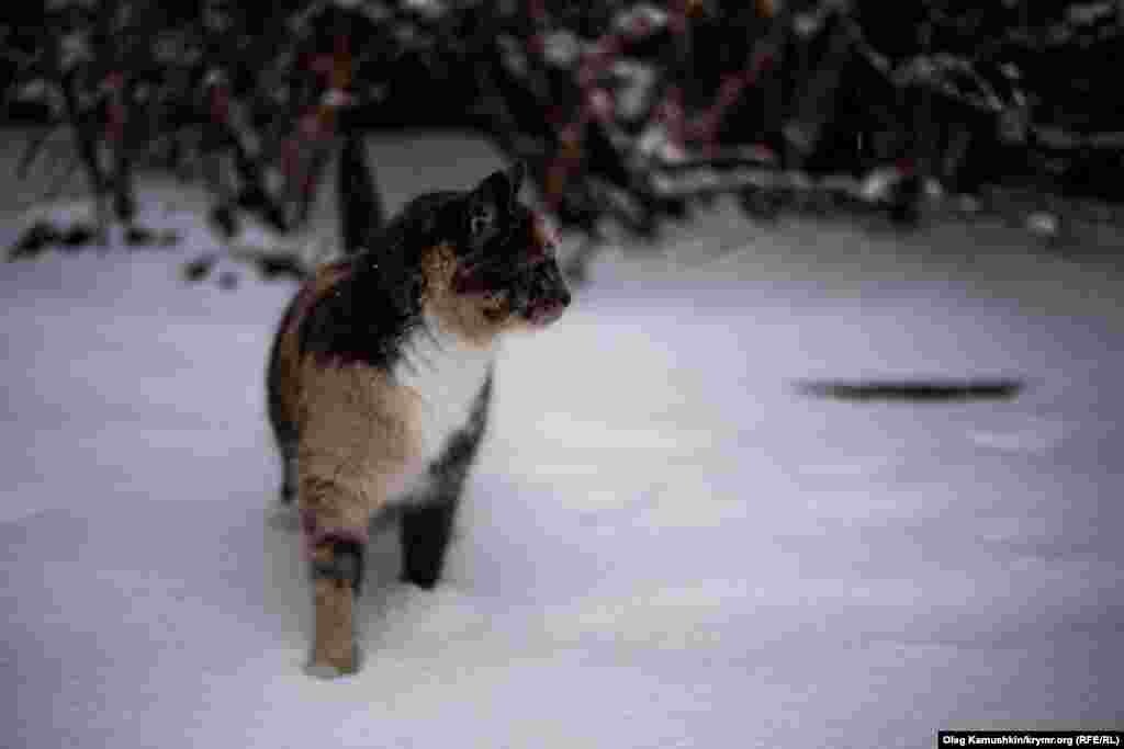 Кот не понимает, как все в один миг покрылось снегом.