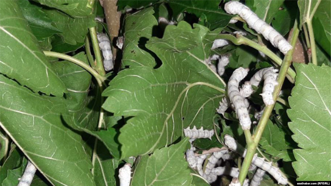 Nastasya Samburskaya porno ucoz.com saytida Yetuk ayollar sikishadi