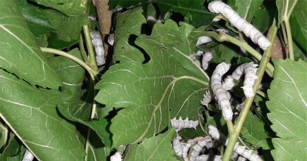 Shaxtalarda porno suratga olingan