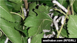 Гусеницы тутового шелкопряда. Туркменистан 