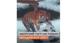 Тигр катает снеговика