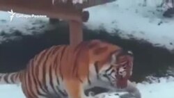 Тигр катает снеговика