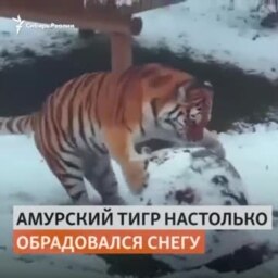 Тигр катает снеговика