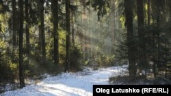 Лясны шпацыр у каляды, Менск, Беларусь - аўтар Oleg Latushko