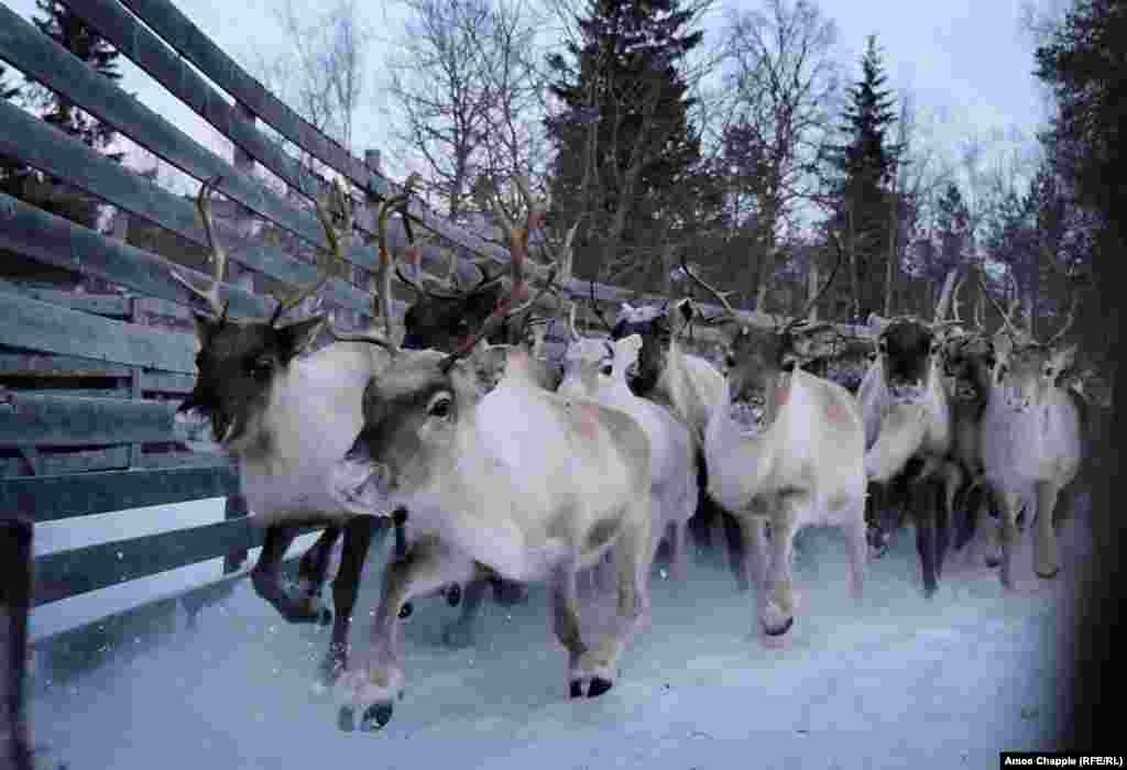 They drive the reindeer through the mountains and toward a corral, where many will be slaughtered for their meat. But only if they're not too radioactive to eat. 