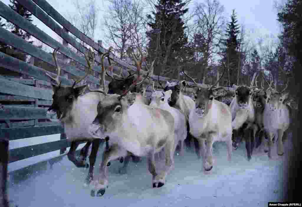 They drive the reindeer through the mountains and toward a corral, where many will be slaughtered for their meat. But only if they&#39;re not too radioactive to eat.&nbsp;