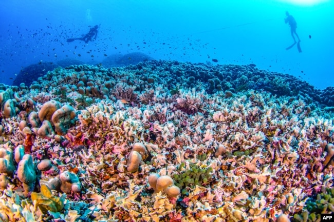 Dy zhytës duke notuar pranë koralit më të madh në botë. Fotografi e realizuar nga National Geographic Pristine Seas më 24 tetor 2024.