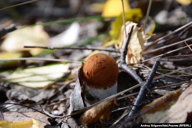 Падасінавік, ілюстрацыйнае фота