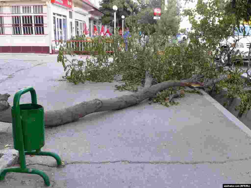 Aşgabadyň köçeleriniň birinde agdarylan agaç
