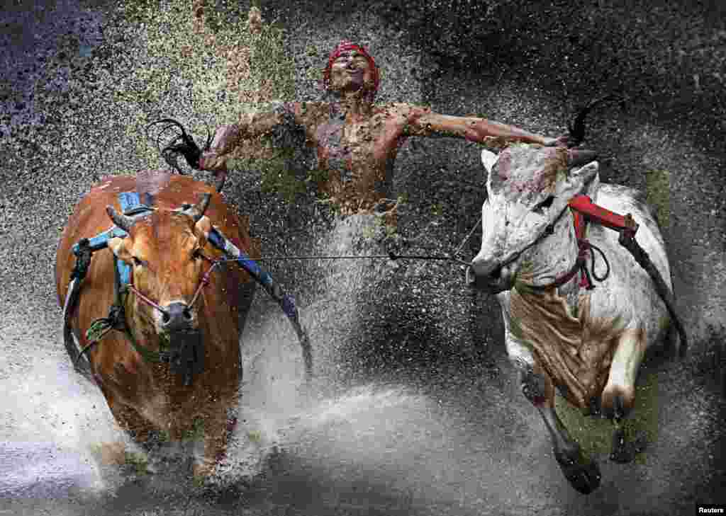 Chen Wei Seng of Malaysia won first prize in the Sports Action Single category with this picture of a jockey showing relief and joy at the end of a dangerous run across rice fields during the Pacu Jawi bull race in Batu Sangkar, West Sumatra, Indonesia.