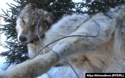 Онлайн порно көру Ана-ұлы эротика бейнеклиптері