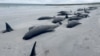 Un banc de balene pilot au eșuat în Orkney, nord-estul Scoției.