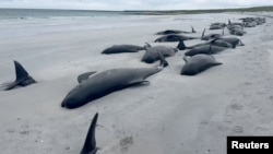 Un banc de balene pilot au eșuat în Orkney, nord-estul Scoției.