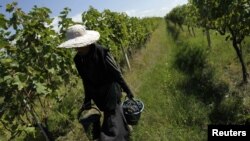 Как и в прошлом году, правительство Грузии собирается путем субсидирования поддержать виноградарей. Размер субсидий остался на том же уровне