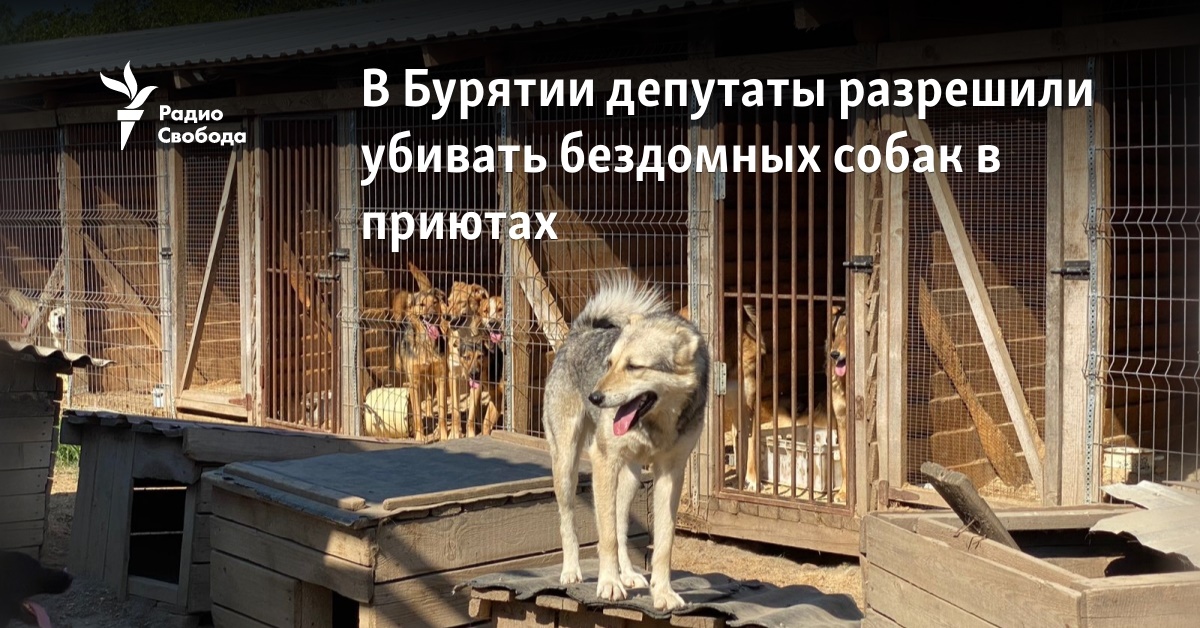 In Buryatia, deputies allowed the killing of stray dogs in shelters