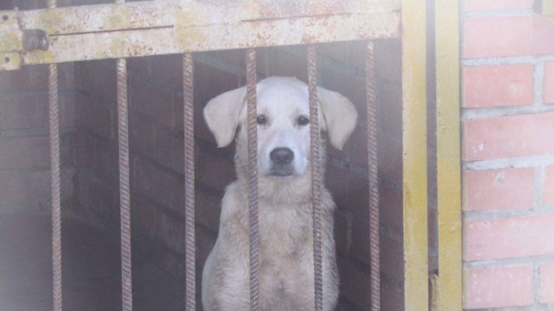 Зоозащитники сообщают о предстоящем отлове собак у Минтруда Татарстана