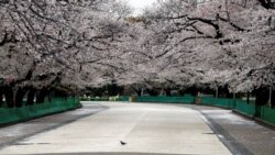 Golub šeta praznim ulicama Tokija, 28. mart