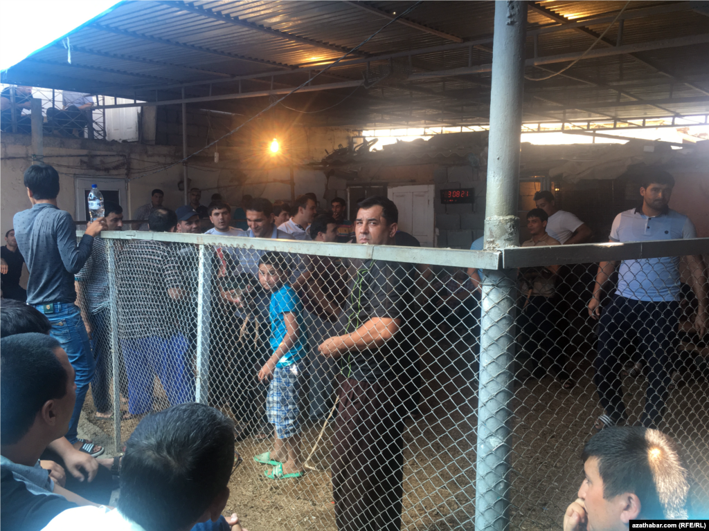 Türkmenistanda geçirilýän horoz uruşlarynyň biri