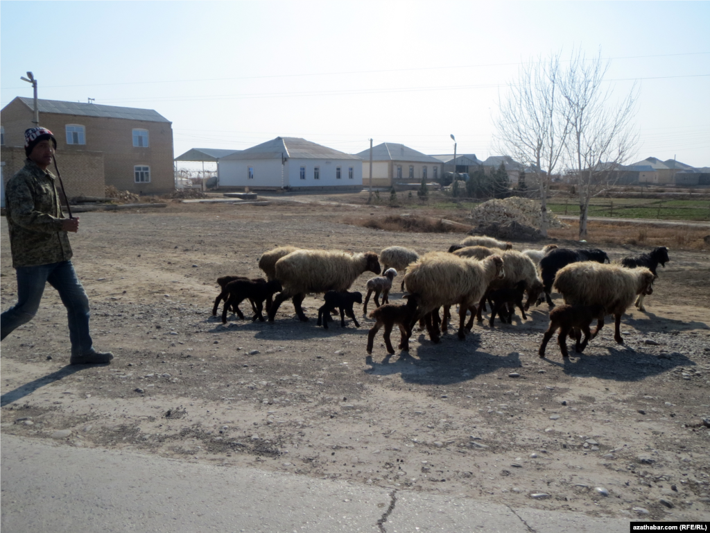 Goýun sürüsi we çopan