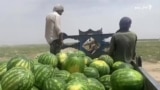 د پکتیا کروندګر وايي د هندواڼو حاصل یې زیات خو ګټه یې کمه ده