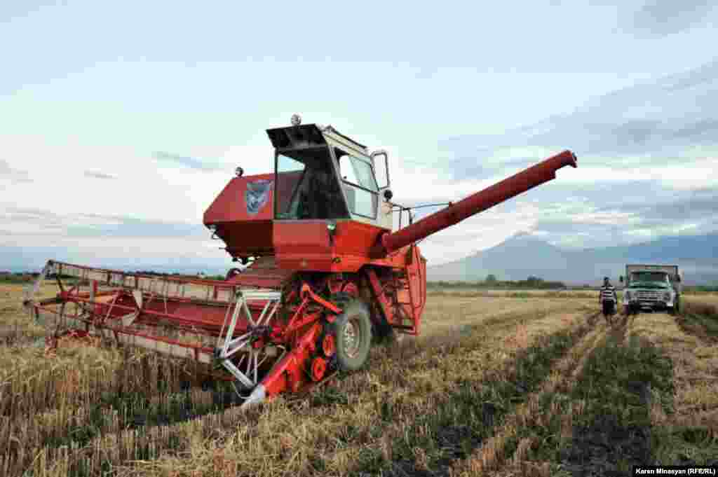 Armenia -- Wheat harvest, 18Jul2012