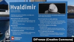 Табличка с рассказом о Хвалдимире в норвежском Хаммерфесте.