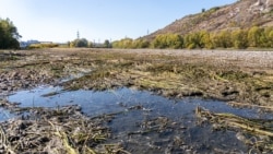 Catastrofă ecologică pe Nistru, la Naslavcea: „Milioane de vietăți au murit într-o singură noapte”