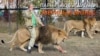 Парк львов «Тайган». Звериный бизнес (видео)