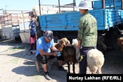 По данным министерства сельского хозяйства, поголовье овец в Казахстане в 2020 году составило 16,9 миллиона. Для сравнения: в 2018 году овец насчитывали 18,7 миллиона.