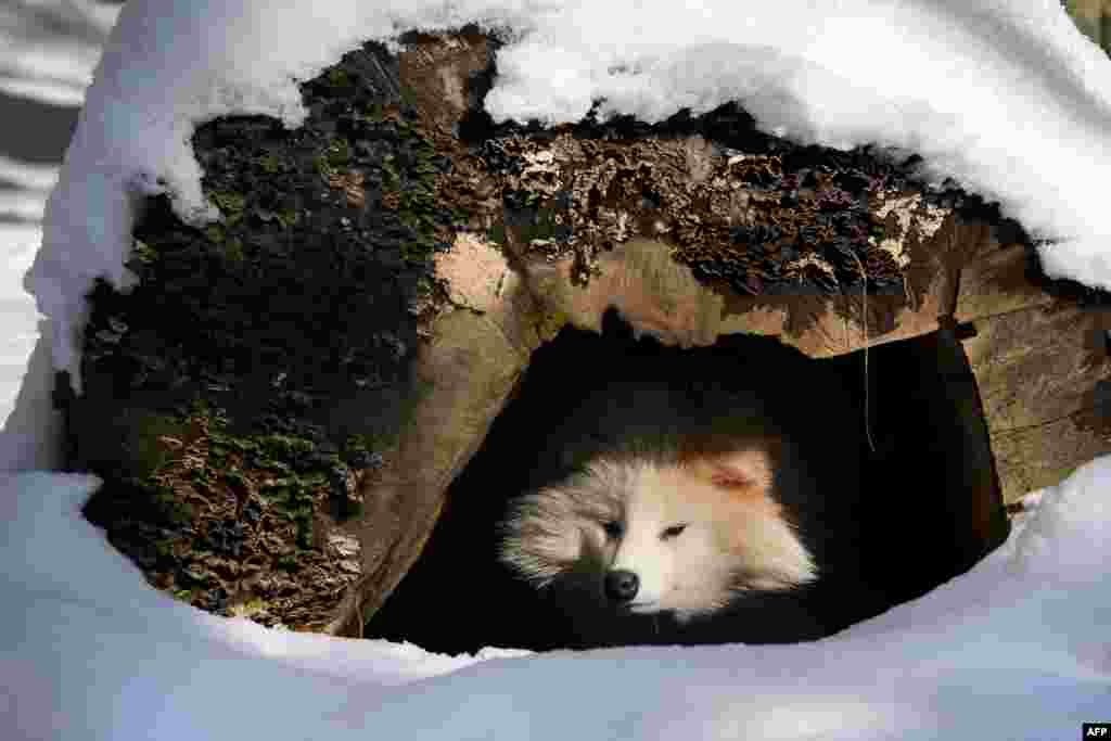 A raccoon dog looks out from his shelter in a small zoo in Servion, Switzerland. (AFP/Fabrice Coffrini)