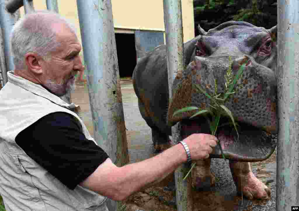 Бегемот Беги стал настоящей звездой вновь открывшегося зоопарка Тбилиси. После сильного наводнения&nbsp;в июне 2015 Беги долго бродил по улицам грузинской столицы, пока его не вернули обратно в вольер