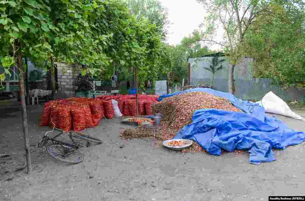 Sahələrdə işçi tutub soğanı kisəyə yığa bilməyənlər öz həyətlərində ailə üzvlər ilə görürlər bu işi. 