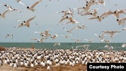 Одна из разновидностей чаек на каспийском побережье на территории природного резервата "Ак Жайык". Фото научного сотрудника природного резервата "Ак Жайык" А. Ивасенко. 