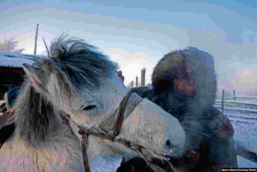 Yakut horses are raised for their meat as well as for their labor. Horse makes up at least a quarter of annual meat consumption for many residents of Yakutia. 