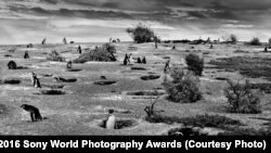 İqlim dəyişikliyi ilə Magellan pingvinləri risk altında