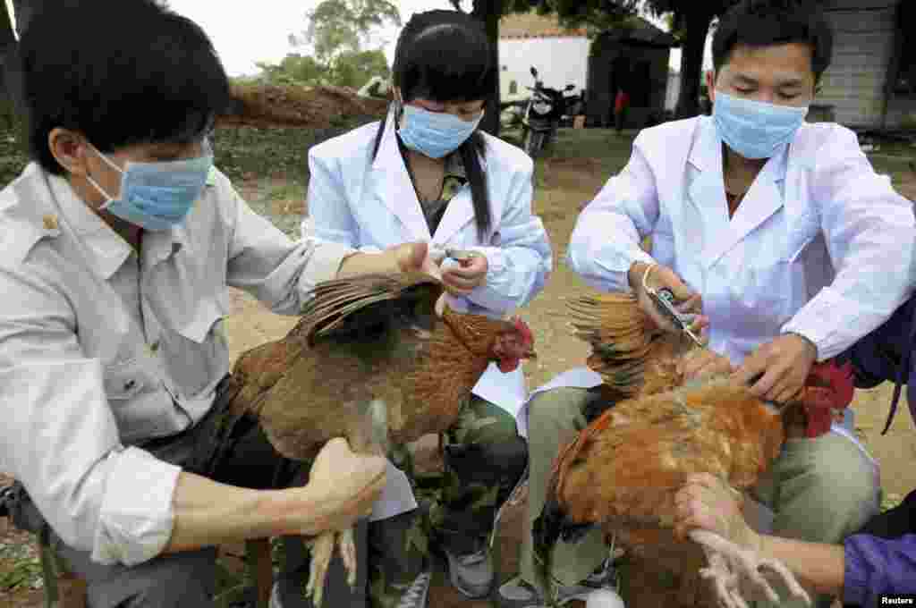Staff from an animal disease prevention and control center inject chickens with the H5N1 bird flu vaccine in China's Guangxi Zhuang Autonomous Region. Ten people in China have been confirmed to have contracted H7N9, all in the east of the country. (Reuters/China Daily)