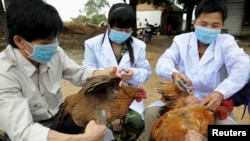 Technical staff from China's animal disease prevention and control center inject chickens with the H5N1 bird flu vaccine in Shangsi county, Guangxi Zhuang autonomous region, on April 3.