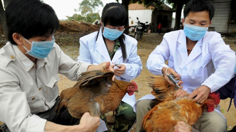 Kina konfirmon infektimin e një njeriu me një variant të ri të gripit të shpendëve