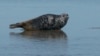 GRAB Unique Caspian Seals See Huge Drop In Numbers