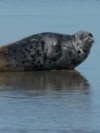 GRAB Unique Caspian Seals See Huge Drop In Numbers