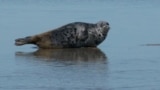 GRAB Unique Caspian Seals See Huge Drop In Numbers