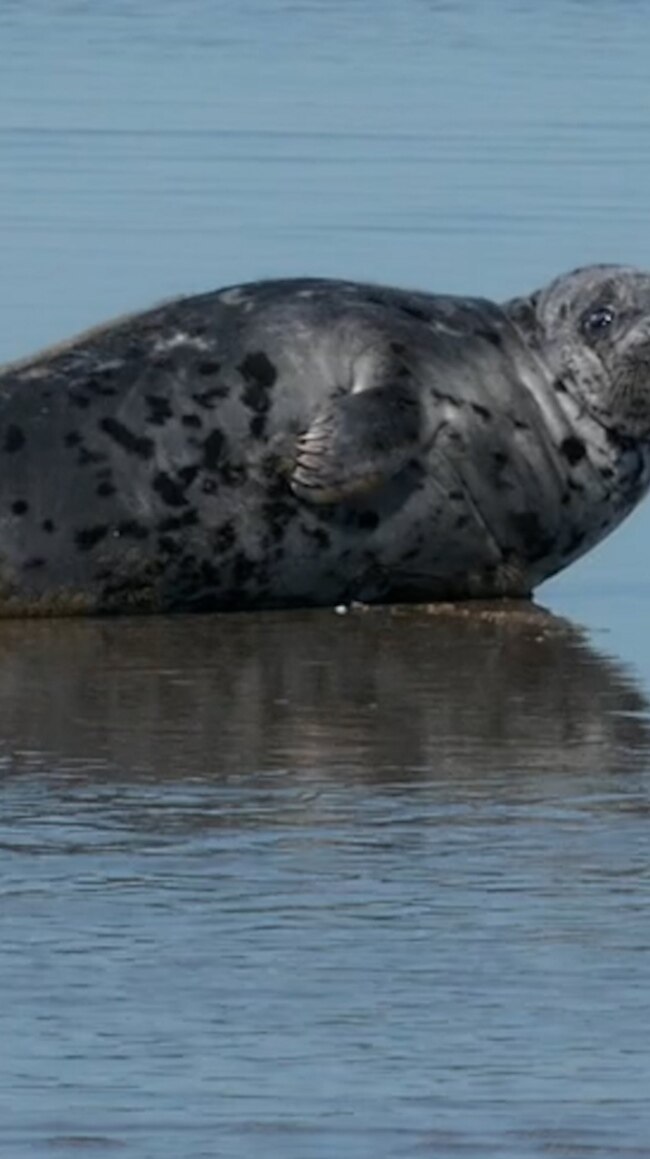 Unique Caspian Seals See Huge Drop In Numbers (Video)