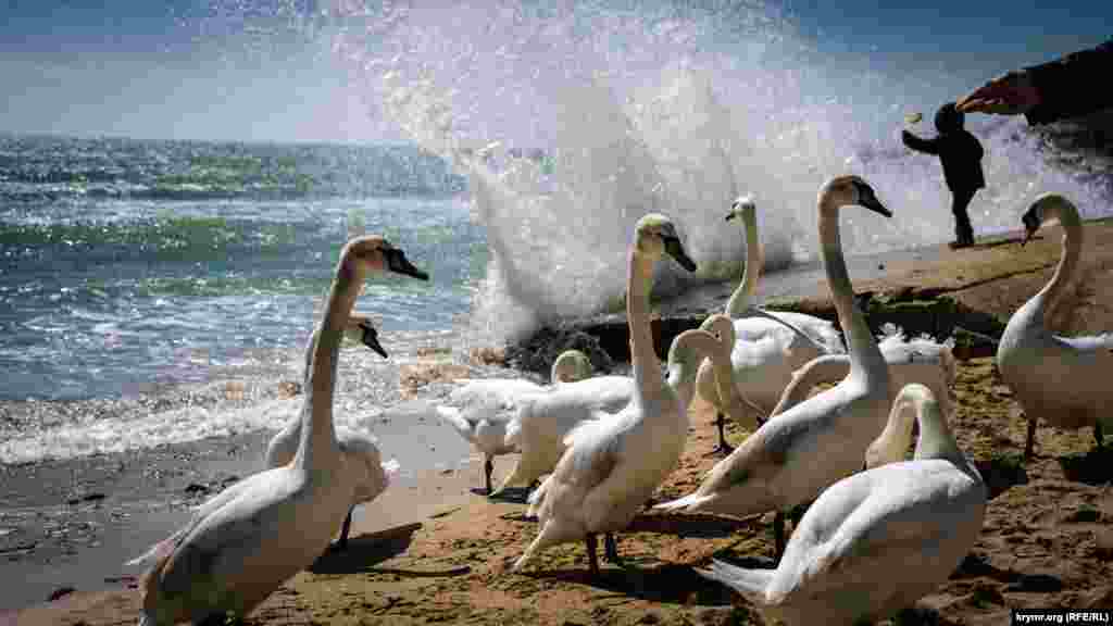 Лебеді на пляжі в Євпаторії